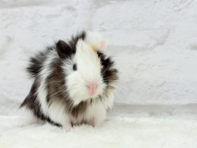 アビシニアンモルモット