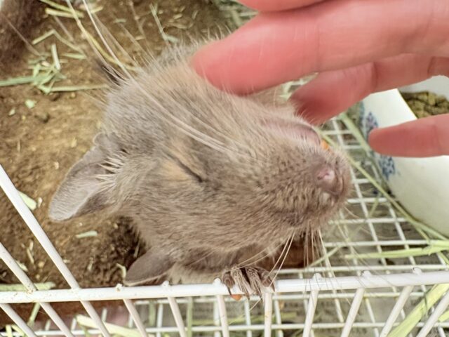 【最新画像更新🪄💫】ぐいぐいいくぜ甘えん坊❣️デグー(ブルー)男の子 デグー