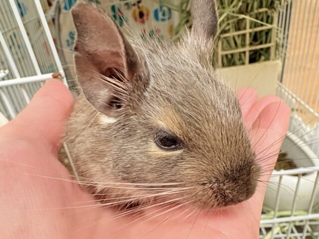 【最新画像更新🪄💫】ぐいぐいいくぜ甘えん坊❣️デグー(ブルー)男の子 デグー