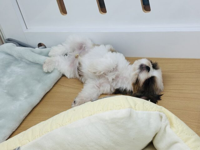 好き好きアピール爆発〜♡シーズーくん! シーズー