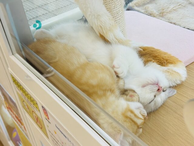 ミヌエット