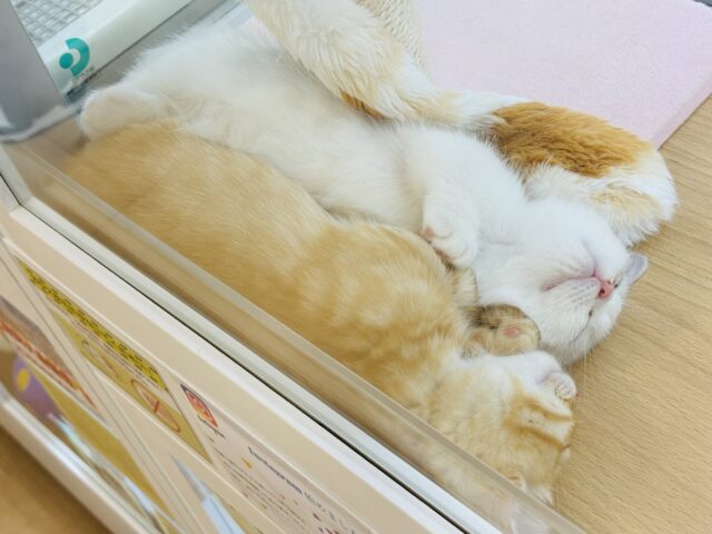 ミヌエット
