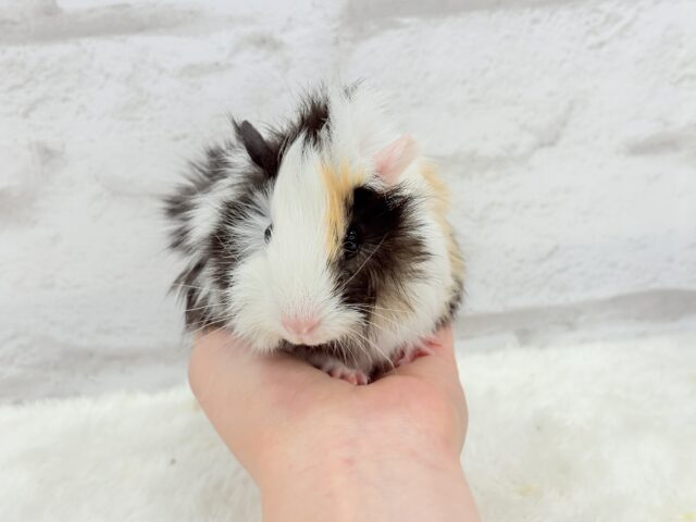 アビシニアンモルモット