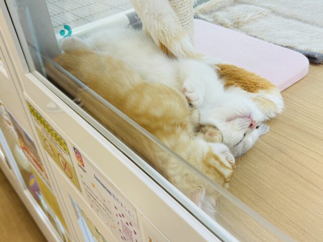 ミヌエット
