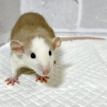 ファンシーラット  男の子  ベージュ系  🧡🤎🥞 ファンシーラット  男の子  ベージュ系  🧡🤎🥞