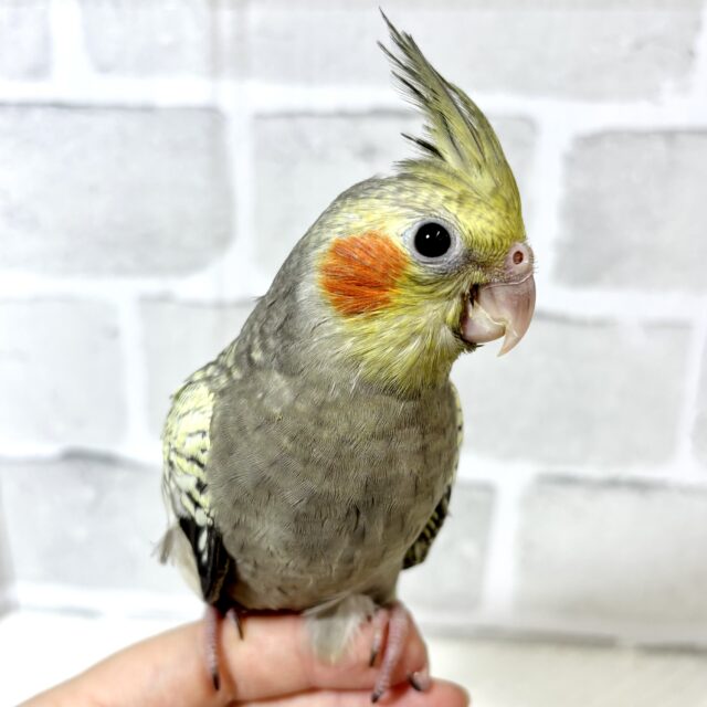 オカメインコ パール 🫧🐚 オカメインコ パール 🫧🐚