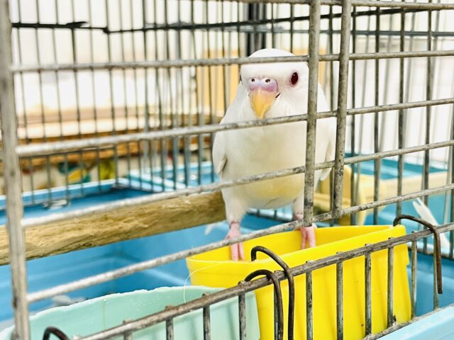 セキセイインコ