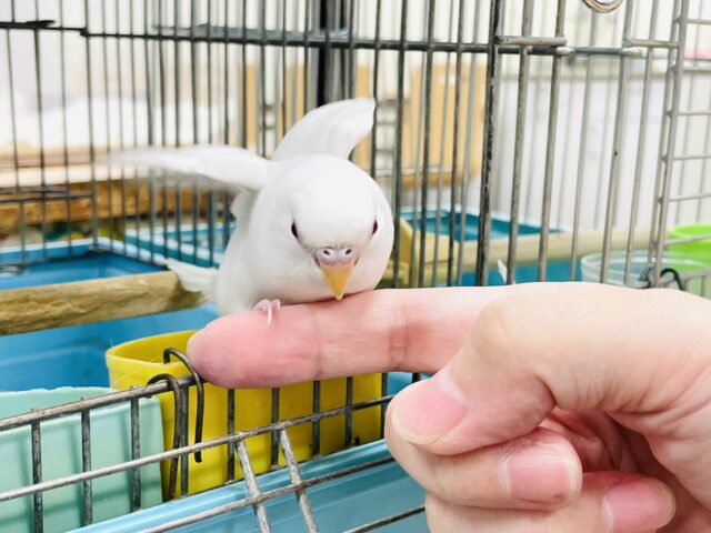 セキセイインコ