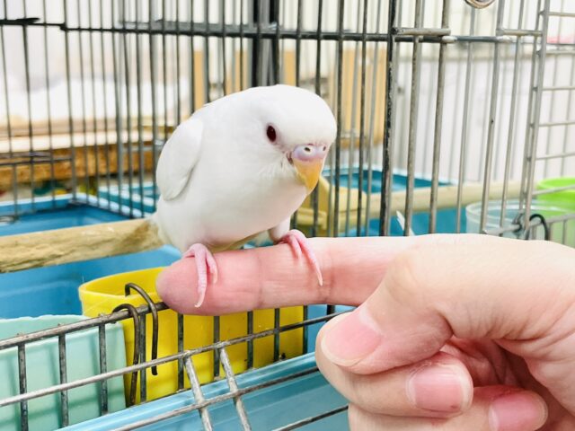 セキセイインコ