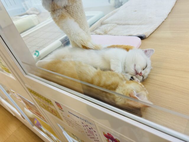 ミヌエット