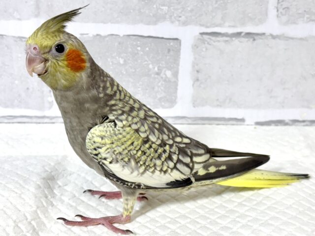 オカメインコ パール 🫧🐚 オカメインコ