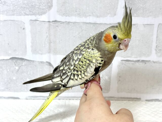 オカメインコ パール 🫧🐚 オカメインコ
