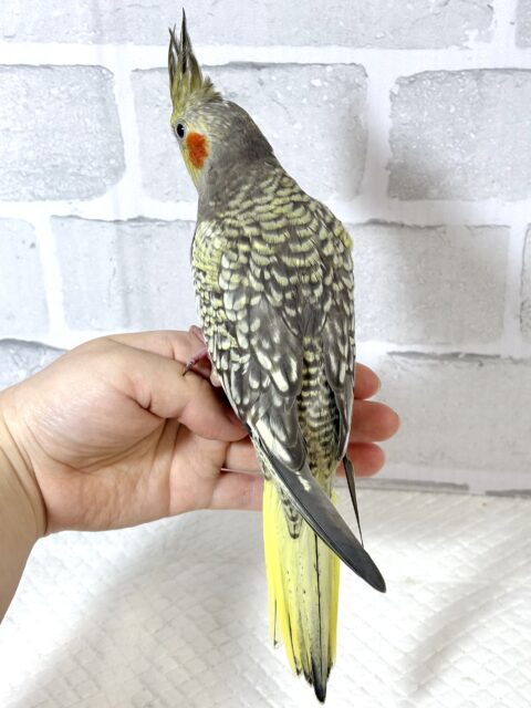 オカメインコ パール 🫧🐚 オカメインコ