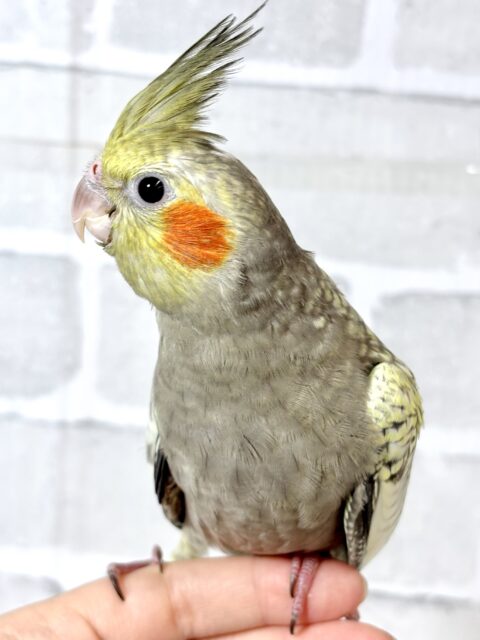 オカメインコ パール 🫧🐚 オカメインコ