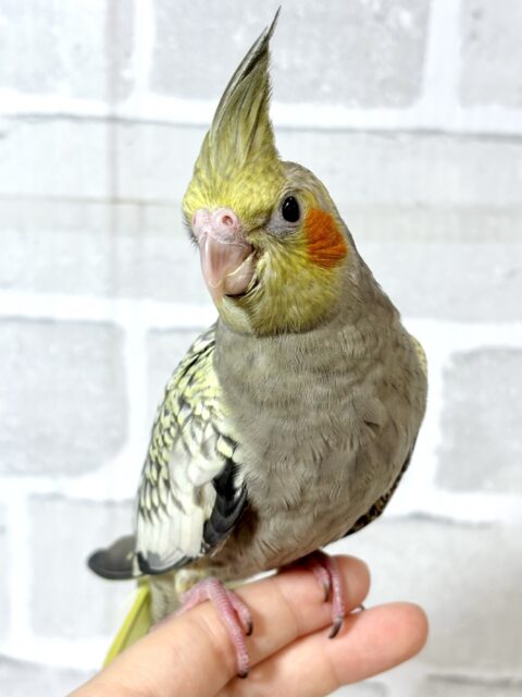 オカメインコ パール 🫧🐚 オカメインコ