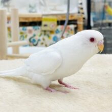 【最新画像✨カゴデビューしたよ】麗しき赤い瞳と純白ボディ☁️🪽❤️🌹セキセイインコ(アルビノ)