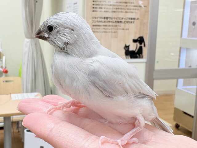 【最新画像更新🪄︎︎✨】好奇心旺盛👀✨シルバー文鳥ちゃん(ヒナ) シルバー文鳥