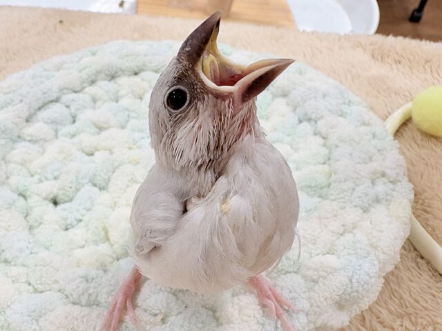 【最新画像更新🪄︎︎✨】好奇心旺盛👀✨シルバー文鳥ちゃん(ヒナ) シルバー文鳥
