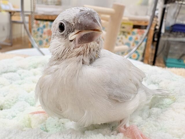 【最新画像更新🪄︎︎✨】好奇心旺盛👀✨シルバー文鳥ちゃん(ヒナ) シルバー文鳥