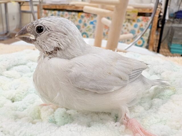 【最新画像更新🪄︎︎✨】好奇心旺盛👀✨シルバー文鳥ちゃん(ヒナ) シルバー文鳥