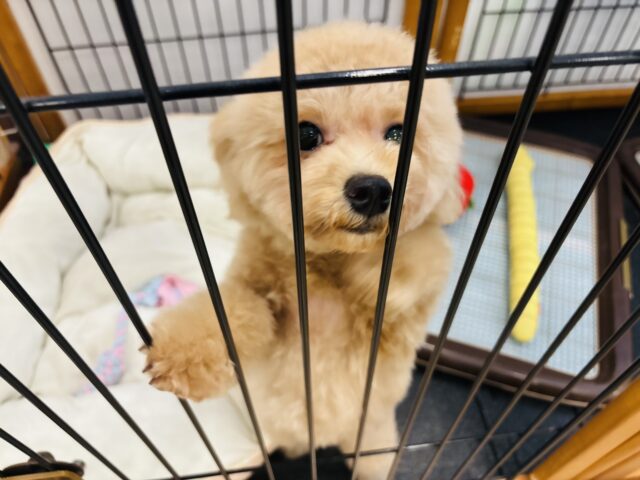 マルプー