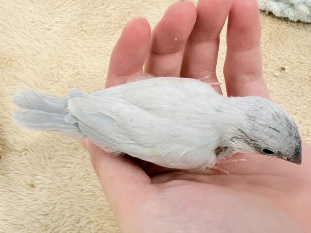 【最新画像更新🪄︎︎✨】好奇心旺盛👀✨シルバー文鳥ちゃん(ヒナ) シルバー文鳥