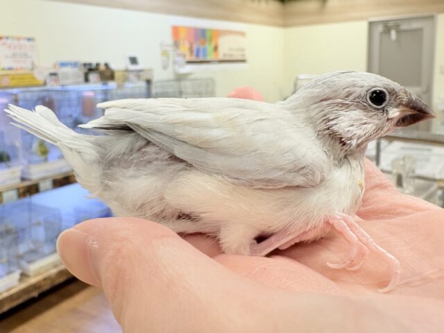 【最新画像更新🪄︎︎✨】好奇心旺盛👀✨シルバー文鳥ちゃん(ヒナ) シルバー文鳥
