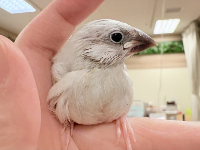 【最新画像更新🪄︎︎✨】好奇心旺盛👀✨シルバー文鳥ちゃん(ヒナ) シルバー文鳥