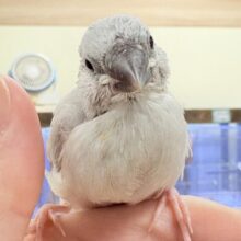 【最新画像更新🪄︎︎✨】好奇心旺盛👀✨シルバー文鳥ちゃん（ヒナ）
