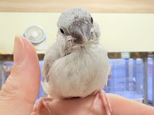 【最新画像更新🪄︎︎✨】好奇心旺盛👀✨シルバー文鳥ちゃん(ヒナ) シルバー文鳥