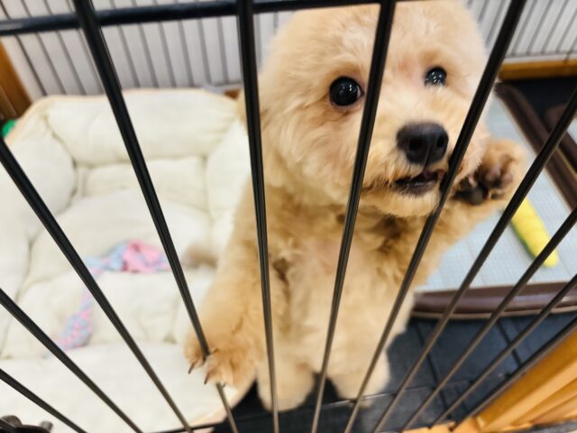 マルプー