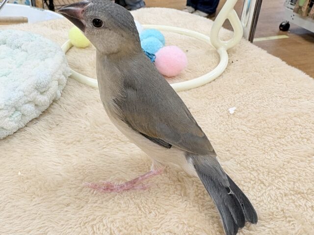 【最新画像★ひな餌卒業】大人の階段登る〜🎶桜文鳥ちゃん 桜文鳥