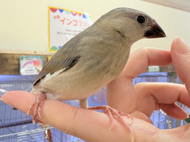【最新画像★ひな餌卒業】大人の階段登る〜🎶桜文鳥ちゃん 桜文鳥