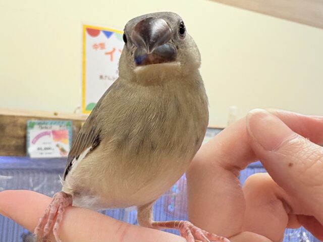 【最新画像★ひな餌卒業】大人の階段登る〜🎶桜文鳥ちゃん 桜文鳥