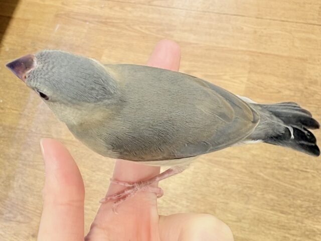 【最新画像★ひな餌卒業】大人の階段登る〜🎶桜文鳥ちゃん 桜文鳥