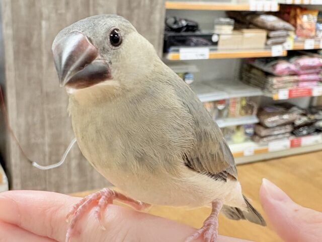 【最新画像★ひな餌卒業】大人の階段登る〜🎶桜文鳥ちゃん 桜文鳥