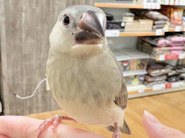 【最新画像★ひな餌卒業】大人の階段登る〜🎶桜文鳥ちゃん 桜文鳥
