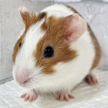 イングリッシュモルモット  女の子  ブラウン×ホワイト  ꒰(•ㅈ•)꒱ぷいぷい♡̴⟡.˚ イングリッシュモルモット  女の子  ブラウン×ホワイト  ꒰(•ㅈ•)꒱ぷいぷい♡̴⟡.˚