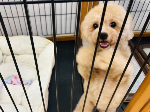 マルプー