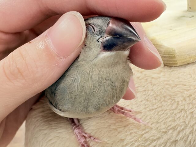 【最新画像★ひな餌卒業】大人の階段登る〜🎶桜文鳥ちゃん 桜文鳥