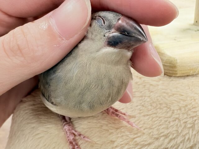 【最新画像★ひな餌卒業】大人の階段登る〜🎶桜文鳥ちゃん 桜文鳥