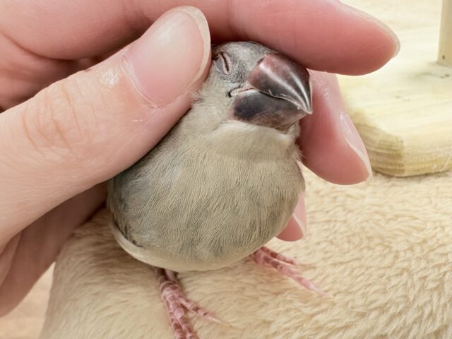 【最新画像★ひな餌卒業】大人の階段登る〜🎶桜文鳥ちゃん 桜文鳥