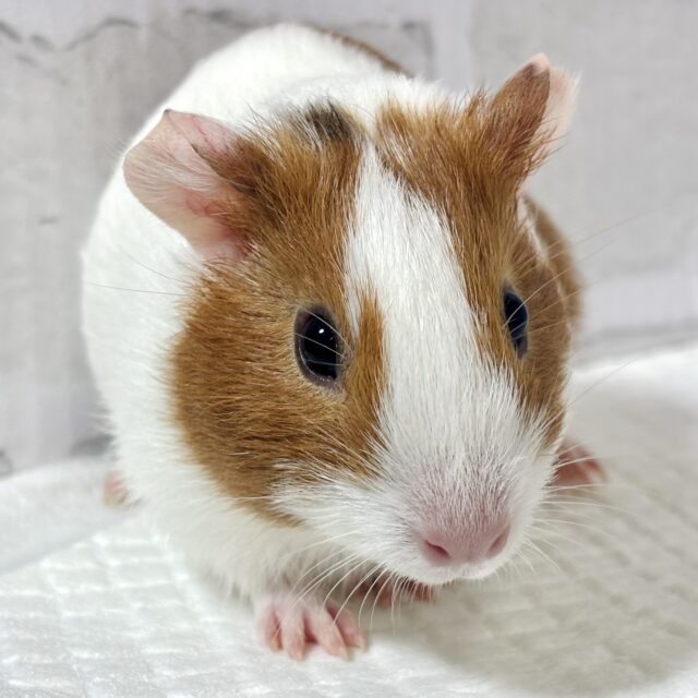 イングリッシュモルモット