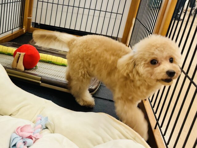 マルプー