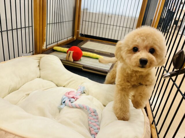 マルプー