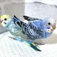 冬の香りが近づく中セキセイインコちゃん２羽来てくれました〜❄️*.ﾟ