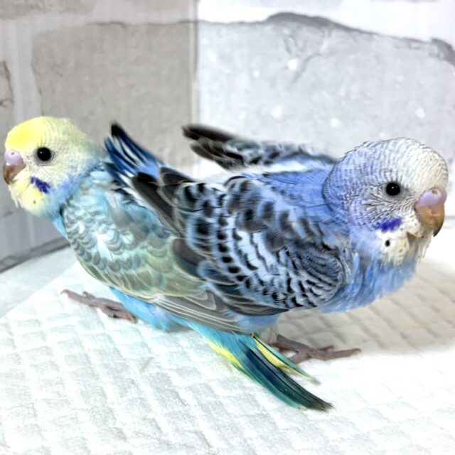 冬の香りが近づく中セキセイインコちゃん２羽来てくれました〜❄️*.ﾟ