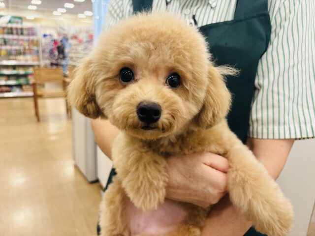 マルプー