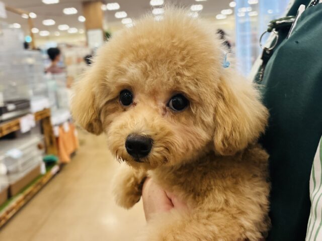 マルプー