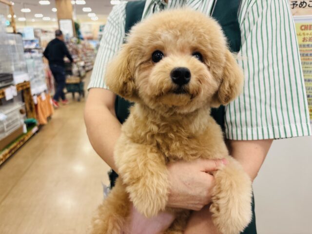 マルプー